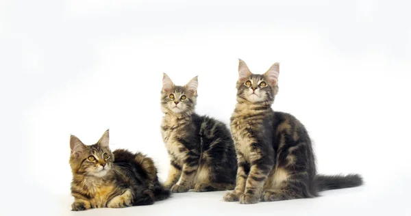 ブルーブロッチタビーとブラウン トーティはタビー メイン クーン 国内猫 ホワイト バックグラウンドに対する子猫 フランスのノルマンディー — ストック写真