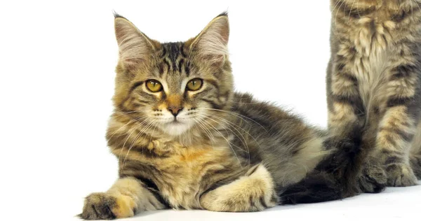 Brown Tortie Blotched Tabby Maine Coon Domestic Cat Portrait Kitten — Stock Photo, Image