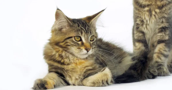 Brown Tortie Blotched Tabby Maine Coon Gato Doméstico Retrato Gatinho — Fotografia de Stock