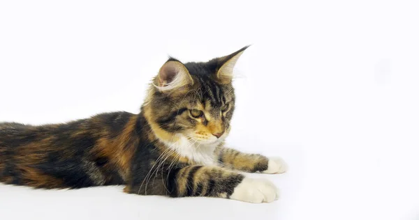 Bruin Tortie Gevlekt Tabby Wit Maine Coon Huiselijke Kat Vrouw — Stockfoto