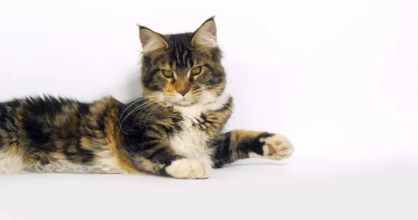 Brown Tortie Blotched Tabby White Maine Coon Domestic Cat Γυναίκα — Φωτογραφία Αρχείου