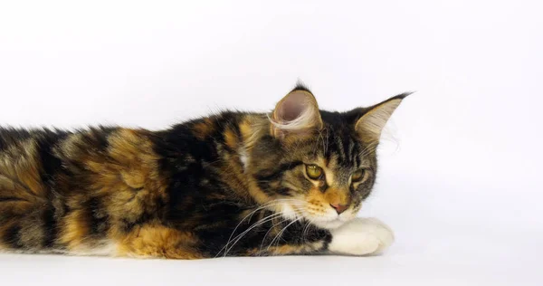 Brown Tortie Blotched Tabby White Maine Coon Domestic Cat Γυναίκα — Φωτογραφία Αρχείου