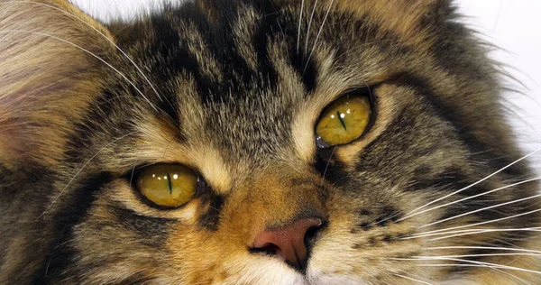 法国诺曼底的Brown Tortie Blotched Tabby White Maine Coon Domestic Cat Close — 图库照片