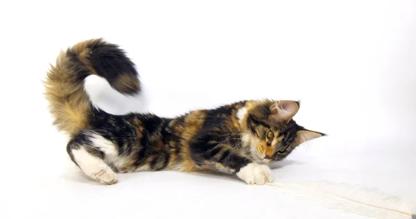 Brown Tortie Blotched Tabby White Maine Coon Domestic Cat Female — 图库照片