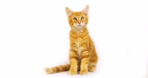 Grädde Blotched Tabby Maine Coon Inhemsk Katt Kattunge Mot Vit — Stockfoto