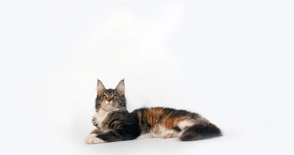 Brown Tortie Blotched Tabby White Maine Coon Domestic Cat Feminino — Fotografia de Stock