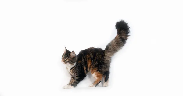 Brown Tortie Blotched Tabby White Maine Coon Domestic Cat Hembra — Foto de Stock
