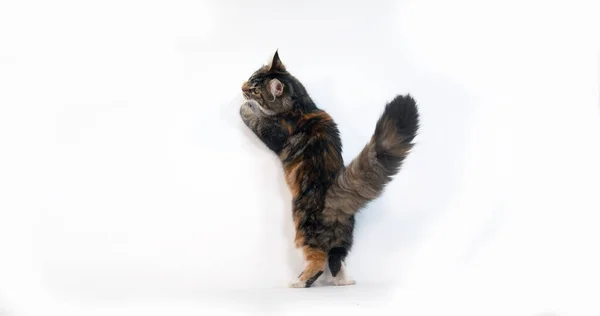 Brown Tortie Blotched Tabby White Maine Coon Domestic Cat Hembra —  Fotos de Stock