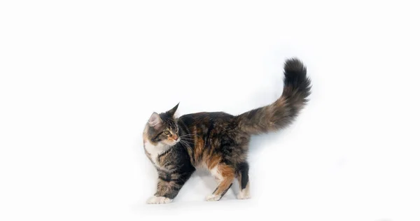Bruin Tortie Gevlekt Tabby Wit Maine Coon Huiselijke Kat Vrouw — Stockfoto
