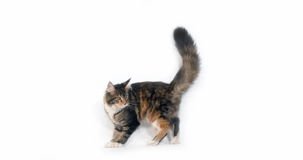 Brown Tortie Blotched Tabby White Maine Mosómedve Domestic Cat Fehér — Stock Fotó