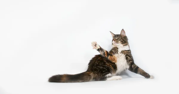 Bruin Tortie Bevlekt Tabby Wit Maine Coon Huiselijke Kat Vrouw — Stockfoto