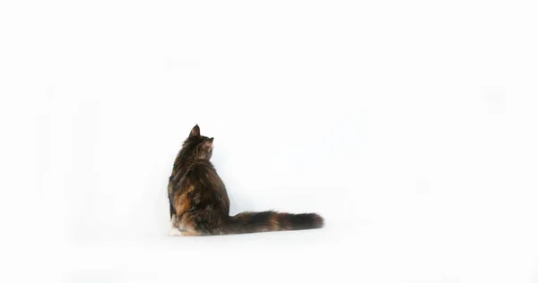Brown Tortie Blotched Tabby Och White Maine Coon Inhemsk Katt — Stockfoto