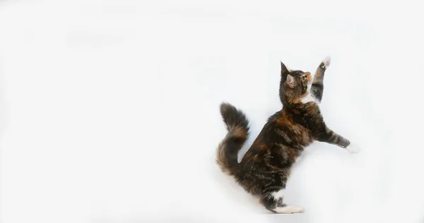 Brown Tortie Blotched Tabby White Maine Coon Domestic Cat Female — 图库照片