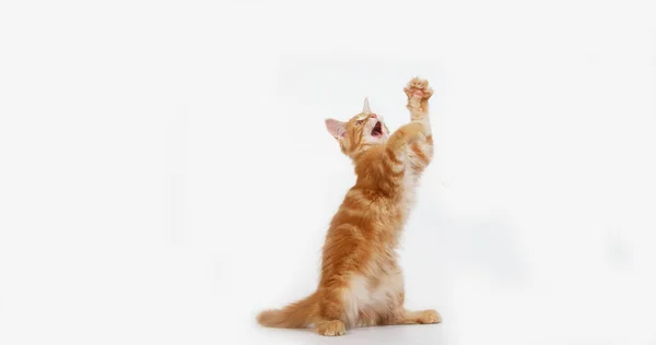 Krém Blotched Tabby Maine Mýval Domácí Kočka Kotě Hraje Proti — Stock fotografie