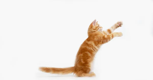 Krém Blotched Tabby Maine Mýval Domácí Kočka Kotě Hraje Proti — Stock fotografie