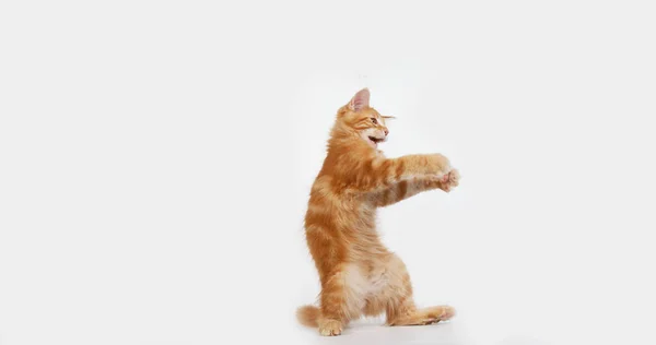 Тэбби Кун Домашняя Кошка Котенок Играющий Белом Фоне Норвежец Франции — стоковое фото