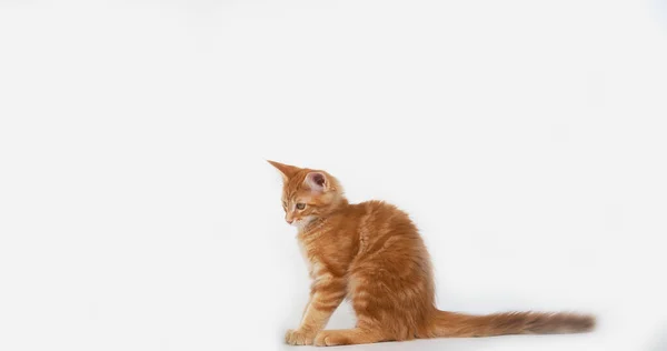 Creme Blotched Tabby Maine Coon Gato Doméstico Gatinho Contra Fundo — Fotografia de Stock
