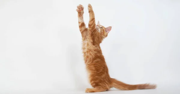 Crema Blotched Tabby Maine Coon Gato Doméstico Gatito Jugando Contra — Foto de Stock