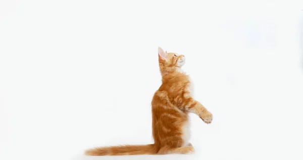 Creme Blotched Tabby Maine Coon Gato Doméstico Gatinho Jogando Contra — Fotografia de Stock
