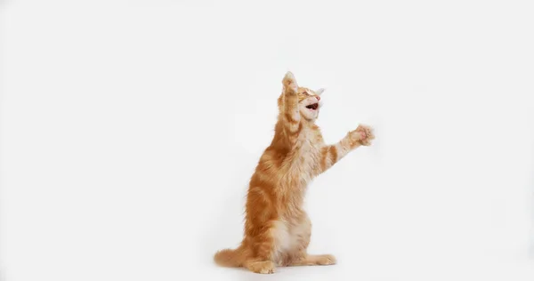 Crème Gevlekt Tabby Maine Coon Domestic Cat Kitten Spelen Tegen — Stockfoto