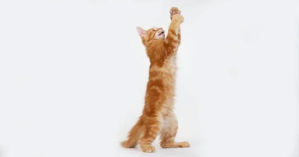 Crème Gevlekt Tabby Maine Coon Domestic Cat Kitten Spelen Tegen — Stockfoto