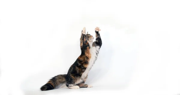 Bruin Tortie Bevlekt Tabby Wit Maine Coon Huiselijke Kat Vrouw — Stockfoto