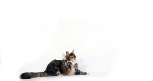 Brown Tortie Blotched Tabby White Maine Coon Domestic Cat Feminino — Fotografia de Stock