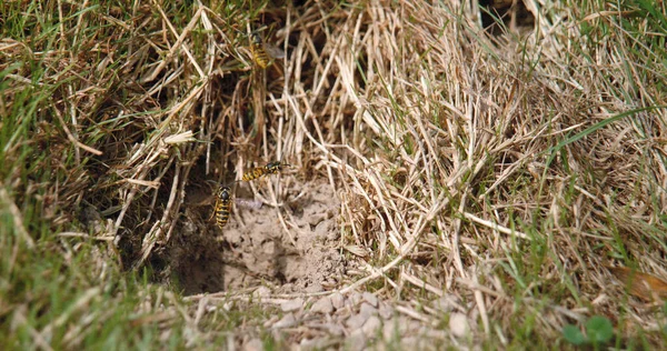 Common Wasp Vespula Vulgaris Дорослі Польоті Дорослі Літають Над Гніздом — стокове фото