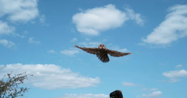 Eurasisk Tawny Ugle Strix Aluco Voksen Flight Kører Fra Træstamme - Stock-foto
