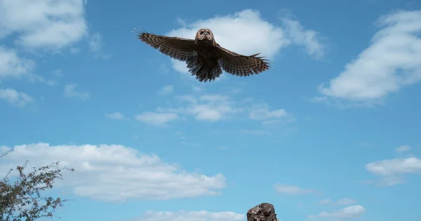 Eurasian Tawny Owl Strix Aluco Adult Flight Απογείωση Από Κορμό — Φωτογραφία Αρχείου