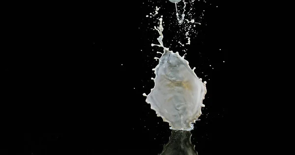 Milk Bouncing Splashing Black Background — Stock Photo, Image