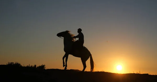 Mannen Camargue Horse Kicking Sunrise Manadier Saintes Maries Mer Camargue — Stockfoto