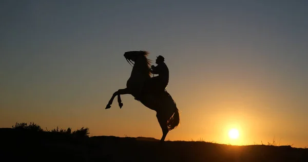 Mannen Camargue Horse Kicking Sunrise Manadier Saintes Maries Mer Camargue — Stockfoto