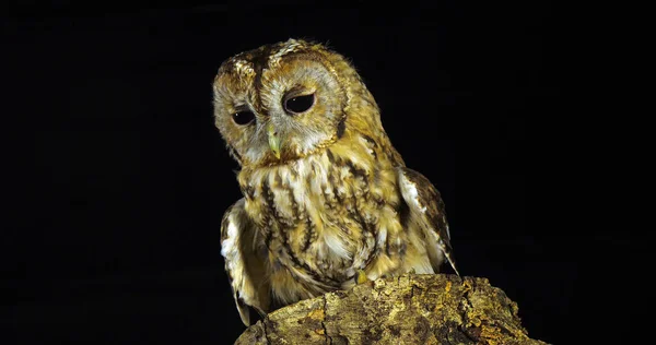 Tawny Owl Strix Aluco Adult Turning Its Head Looking Normandie — Stock fotografie