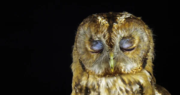 Tawny Owl Strix Aluco Ritratto Adulto Che Gira Testa Normandia — Foto Stock