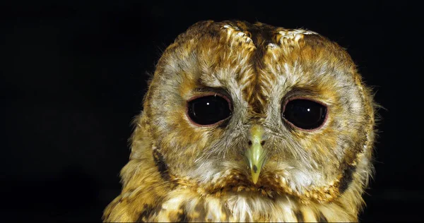 Tawny Owl Strix Aluco Portrait Adult Turning Its Head Normandy — 图库照片