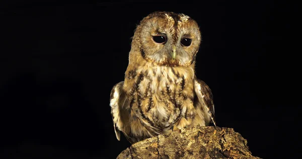 Tawny Owl Strix Aluco Adult Turning Its Head Olhando Volta — Fotografia de Stock