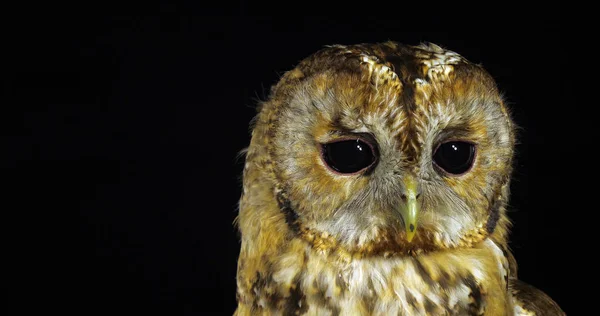 Tawny Owl Strix Aluco Portrait Adult Turning Its Head Normandy — Stock Photo, Image