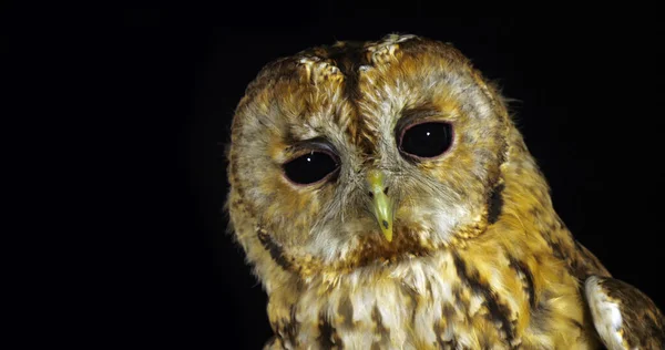 Tawny Owl Strix Aluco Portrait Adult Turning Its Head Normandie — Stock fotografie
