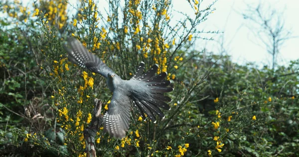 Cuckoo Guguk Kuşu Kanorusu Uçan Yetişkin Fransa Normandiya — Stok fotoğraf