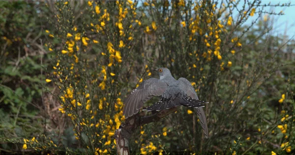 Kukułka Zwyczajna Cuculus Canorus Dorosły Locie Normandia Francji — Zdjęcie stockowe