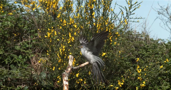 Gyakori Cuckoo Cuculus Canorus Felnőtt Repülés Közben Normandia Franciaországban — Stock Fotó