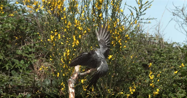 Cuckoo Guguk Kuşu Kanorusu Uçan Yetişkin Fransa Normandiya — Stok fotoğraf