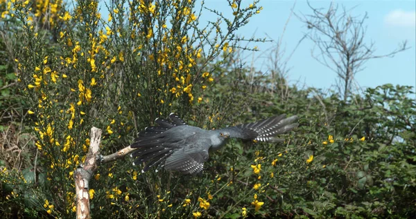 Cucus Comun Cuculus Canorus Adult Flight Normandia Franța — Fotografie, imagine de stoc