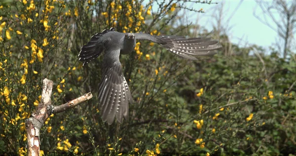 Gyakori Cuckoo Cuculus Canorus Felnőtt Repülés Közben Normandia Franciaországban — Stock Fotó