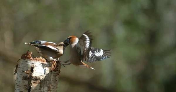 Hawfinch Coccothraustes Coccothraustes Fight Two Birds Adult Flight Normandy France — Stock Photo, Image