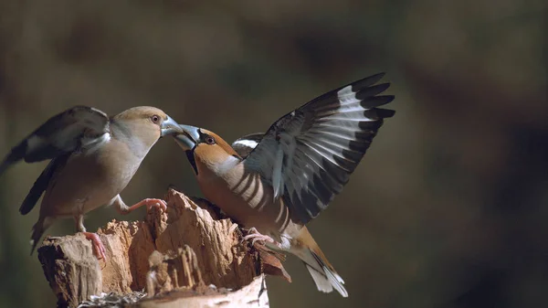 Hawfinch Coccothraustes Coccothraustes Luta Entre Duas Aves Adulto Voo Normandia — Fotografia de Stock