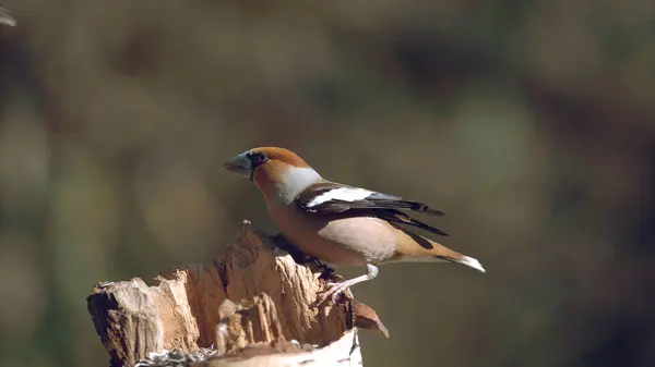 Hawfinch Coccothraustes Coccothraustes Adult Standing Branch Normandy France — Stock Photo, Image