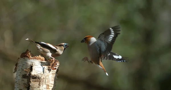 Hawfinch Coccothraustes Coccothraustes Fight Two Birds Adult Flight Normandie France — Stock fotografie