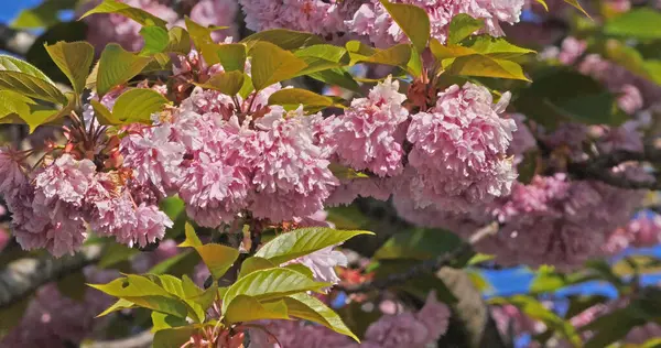 Cereza Japonesa Prunus Serrulata Árbol Floreciente Rama Normandía Francia — Foto de Stock